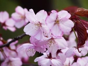 Primavera, flores de cerejeira... 