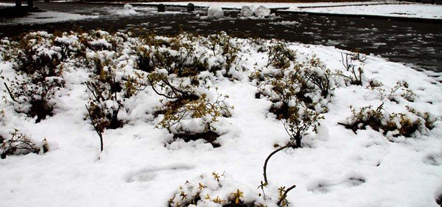 Neve em Tóquio, uma paisagem charmosa