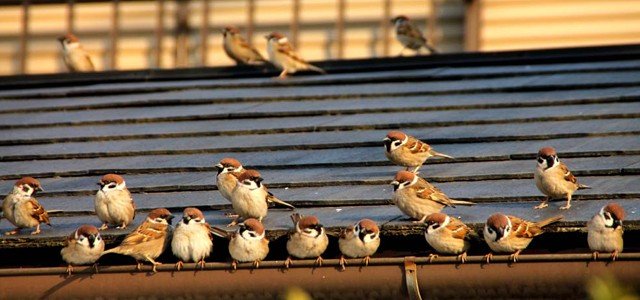 Passeios em Fuchu durante o inverno – Galeria de Fotos