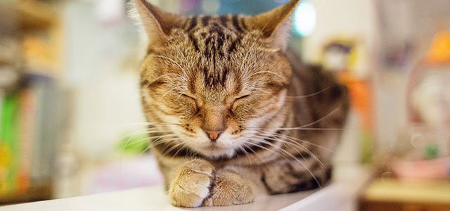 25 fotos de gatos sendo gatos no Japão